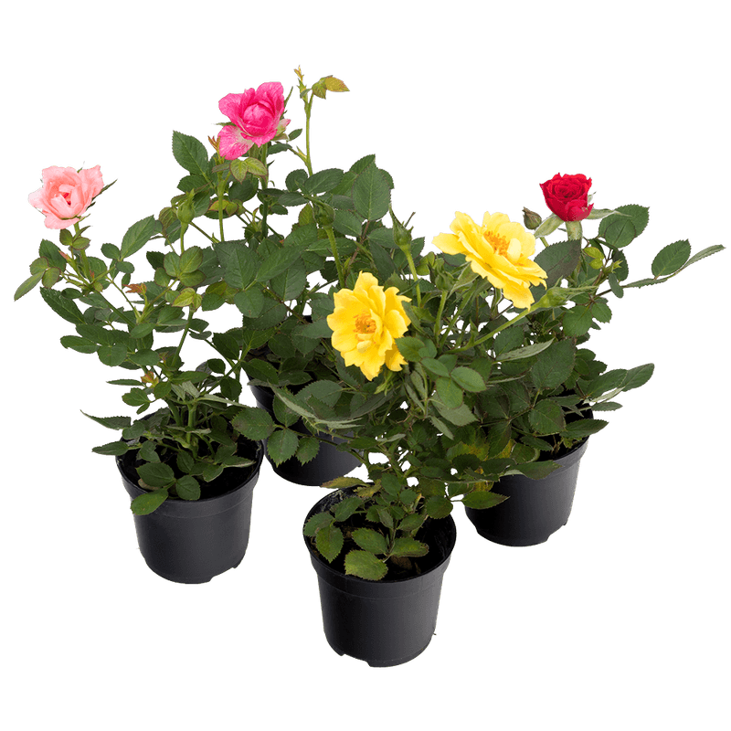 Mni-Roseira-Vaso-06