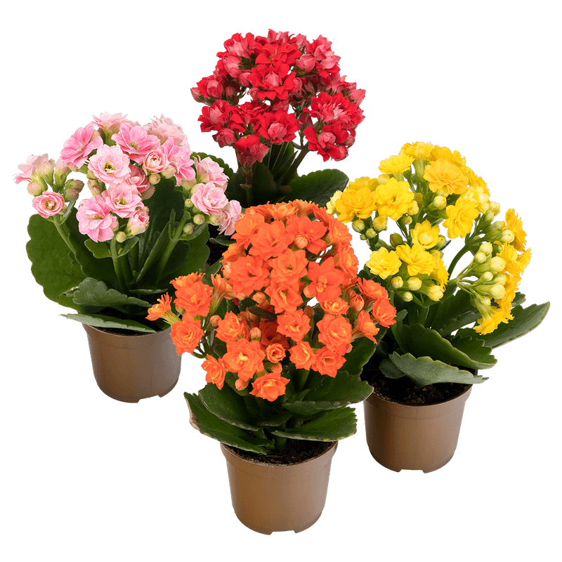 Kalanchoe-Dobrado-Mni-Vaso-06
