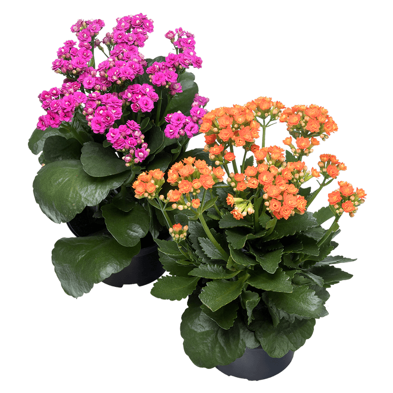 Kalanchoe-Dobrado-Vaso-15