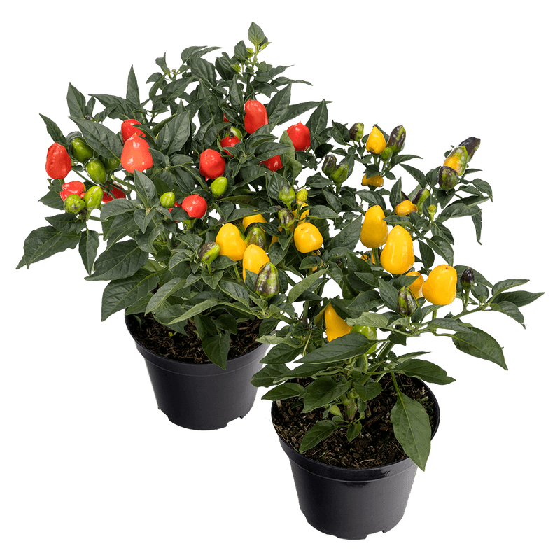 Pimenta-Vaso-14