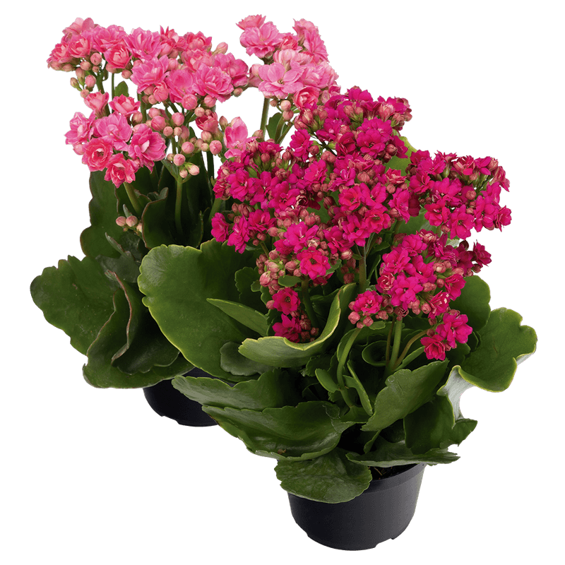 Kalanchoe-Dobrado-Vaso-11