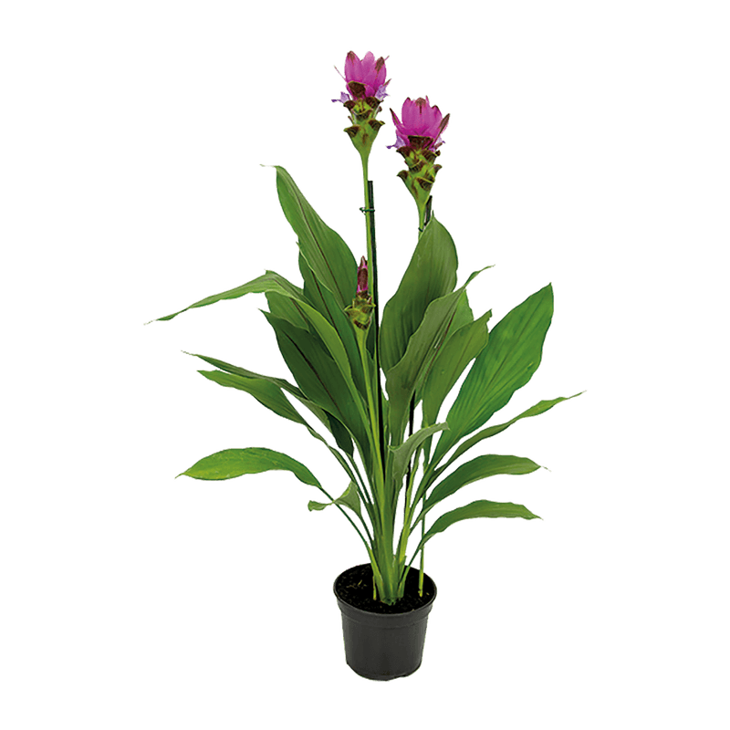 Crcuma-Vaso-15