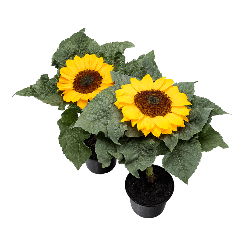 Girassol-Sun-Bright-Mni-Vaso-15