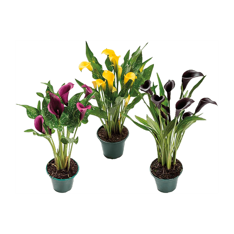 Calla-Colorida-Vaso-14