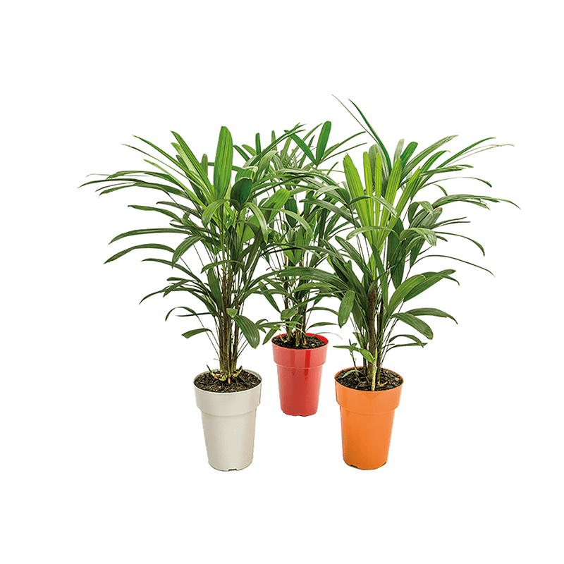 Palmeira-Raphis-Vaso-17
