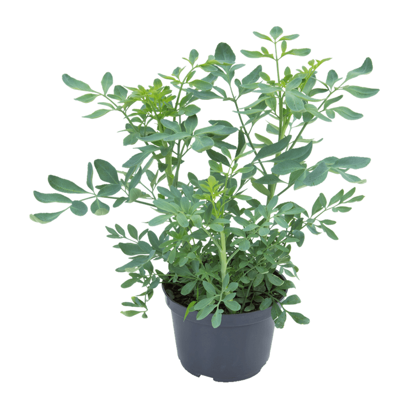 Flor-Arruda-Vaso-11