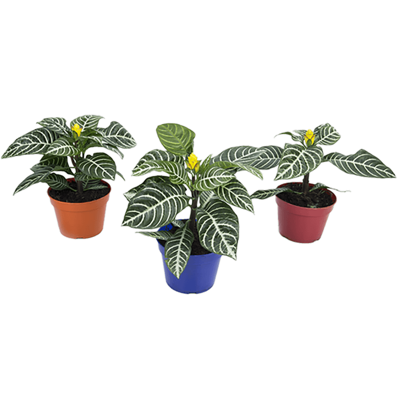 Aphelandra-com-Flor-P15