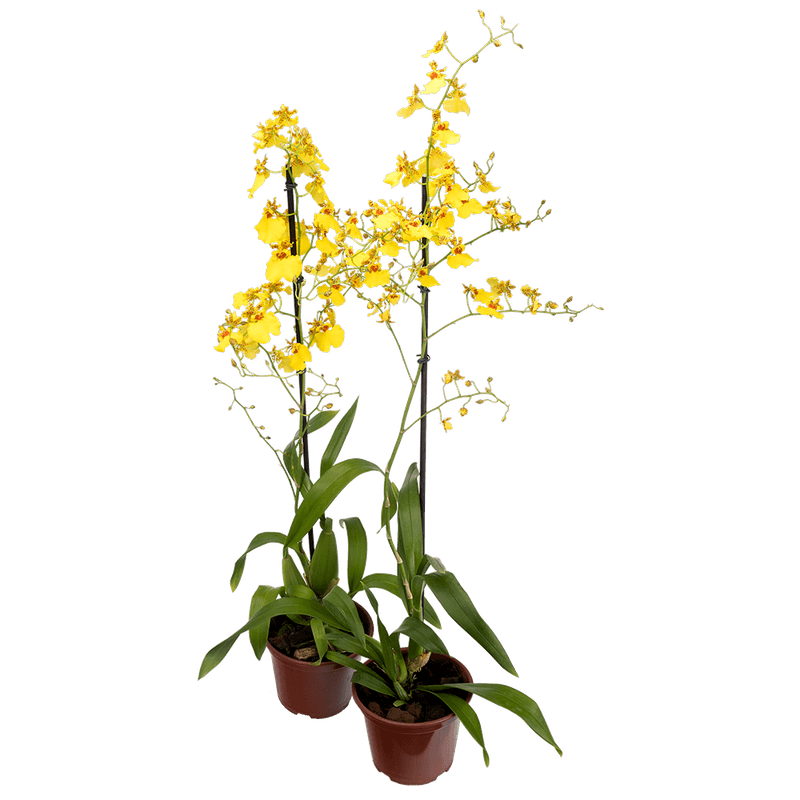 Orqudea-Oncidium-Aloha-Vaso-15