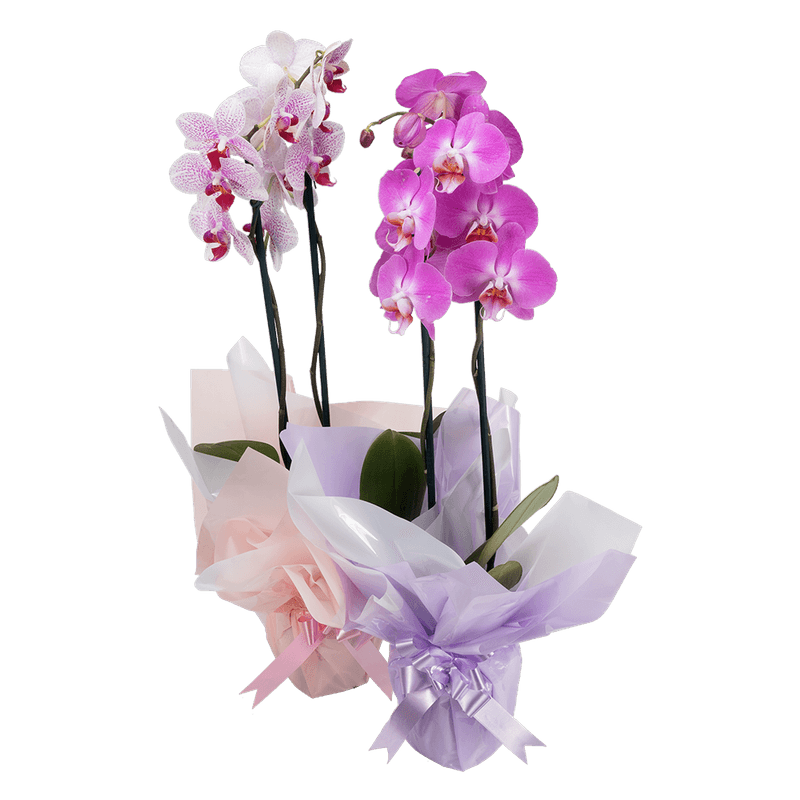 Orqudea-Phalaenopsis-com-02-Hastes-Vaso-12