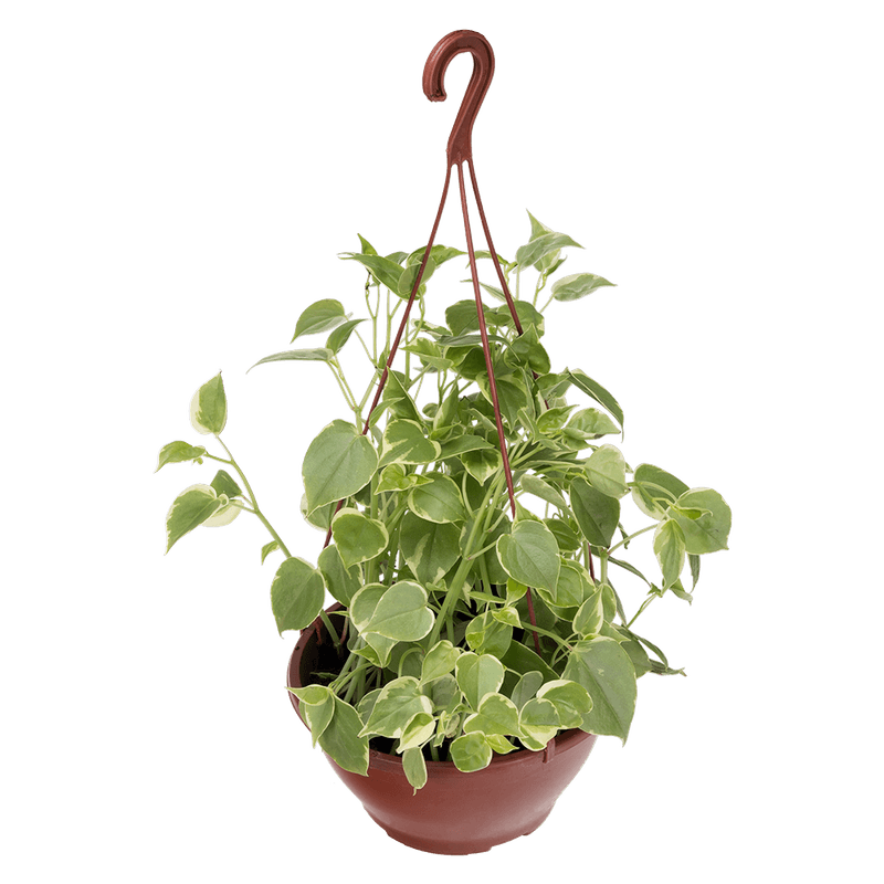 Pepermia-Scandens-Cuia-21