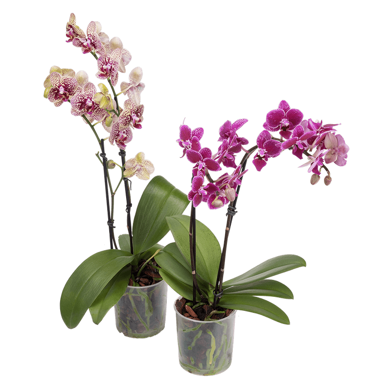 Orqudea-Phalaenopsis-com-02-hastes-Vaso-09-Mni