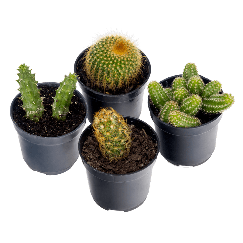 Cactus-Mni-Vaso-06