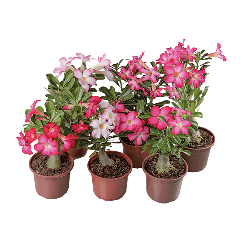 Rosa-do-Deserto-Vaso-15