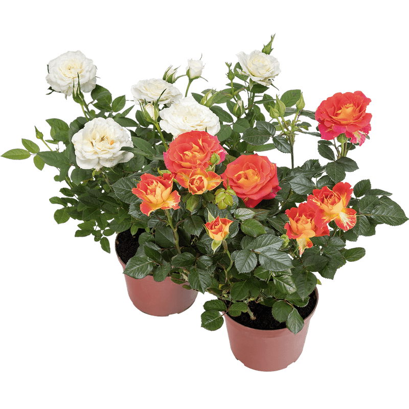 Mni-Roseira-Vaso-13