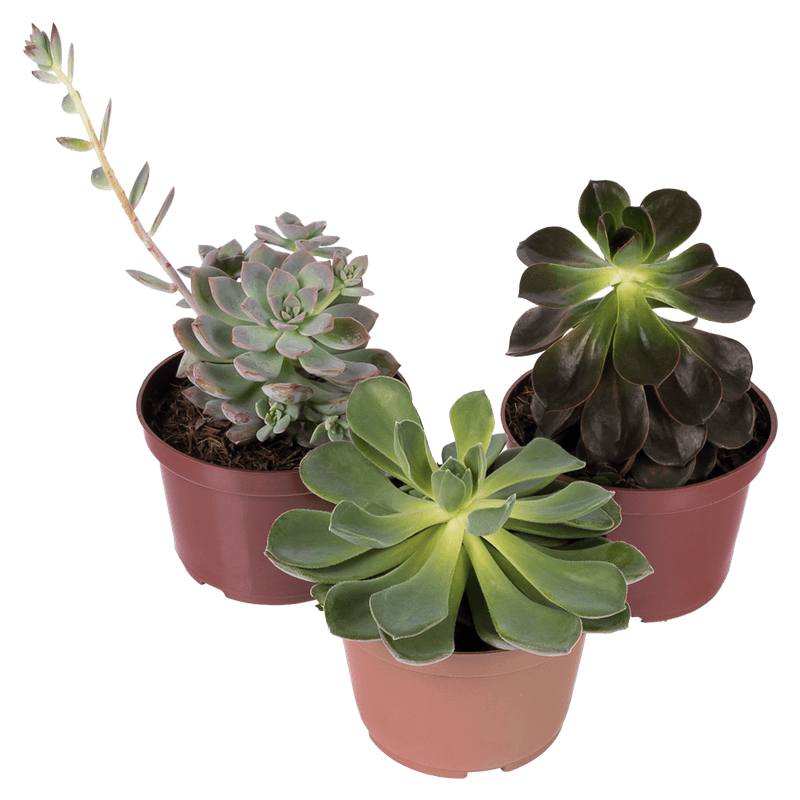 Suculenta-Vaso-11