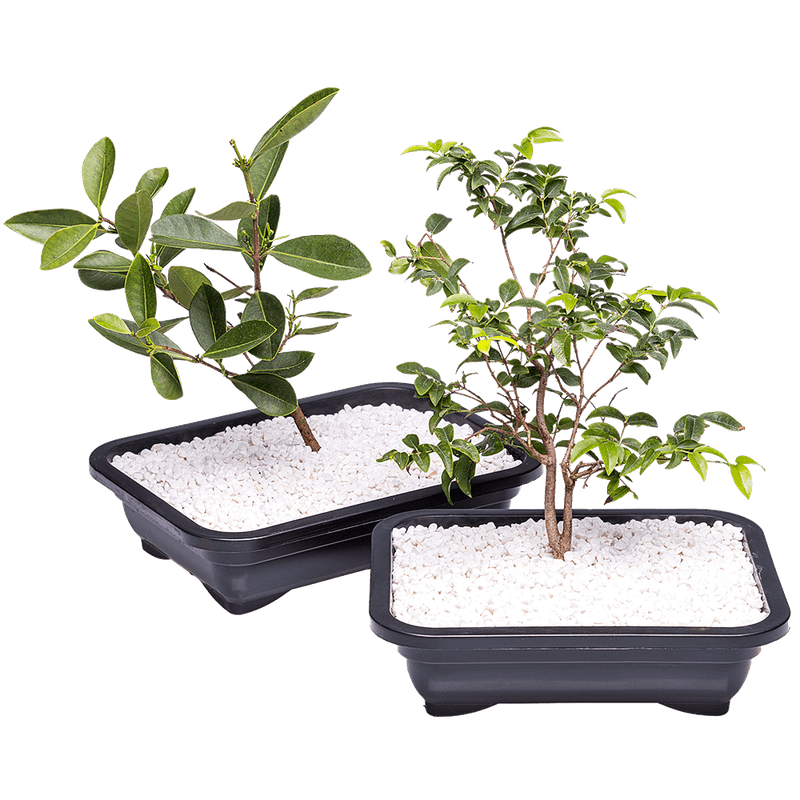 Bonsai-de-rvore-Frutfera